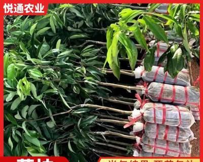 荔枝种植技术与管理（种植前的准备工作）