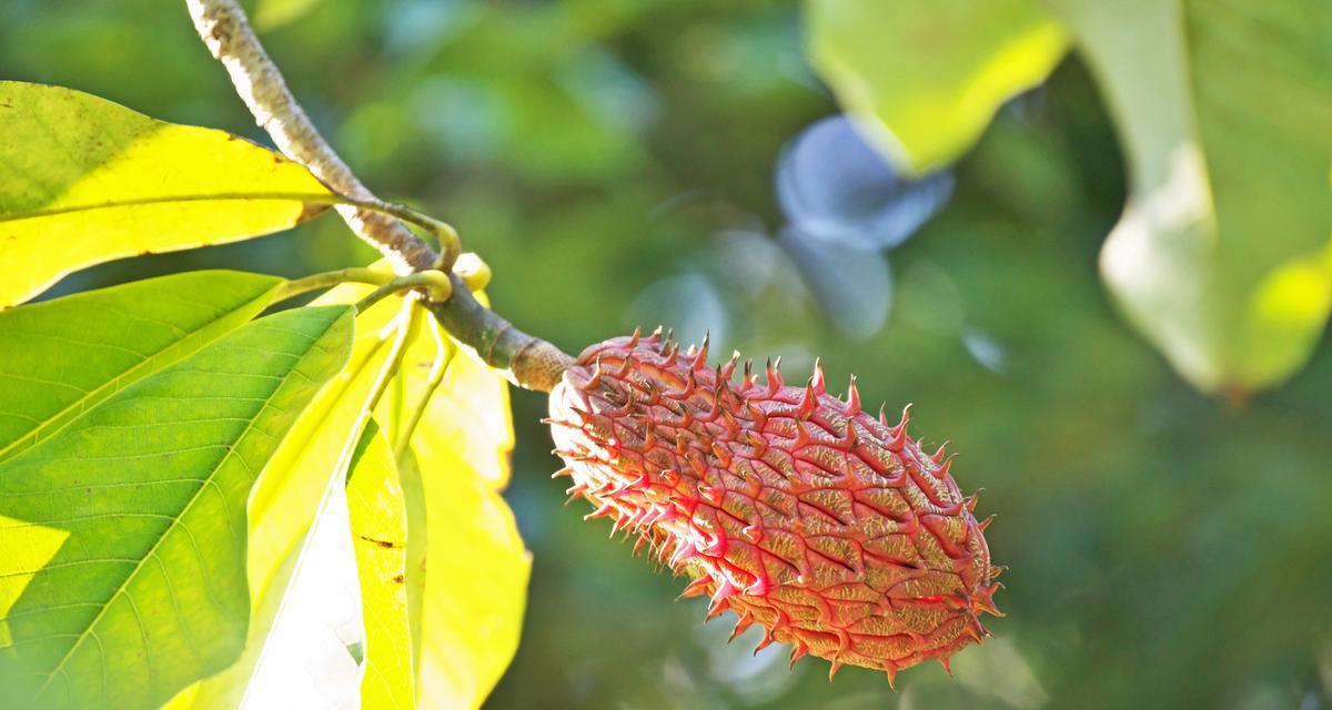 荔枝种子的种植方法（从选种到收获）