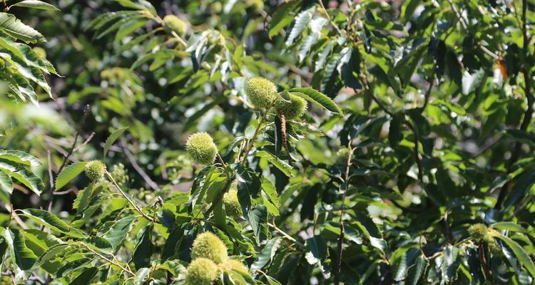 栗子树长果实时间及其种植要点（栗子树结果年限）