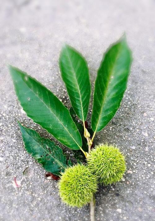 如何让栗子快速发芽（科学技巧让栗子发芽更易成功）