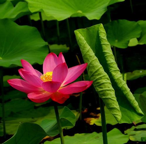 莲花的生长过程（从种子到莲花开）