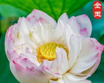 莲花开花周期（探寻莲花开花周期的奥秘）