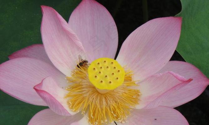 莲花开花时间详解（了解莲花开花的时节和习性）