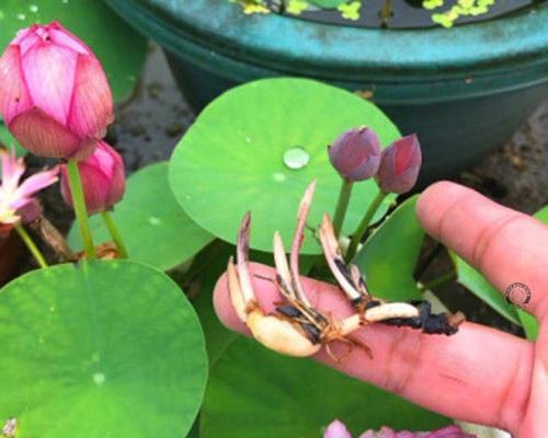 莲花开花时间详解（了解莲花开花的时节和习性）