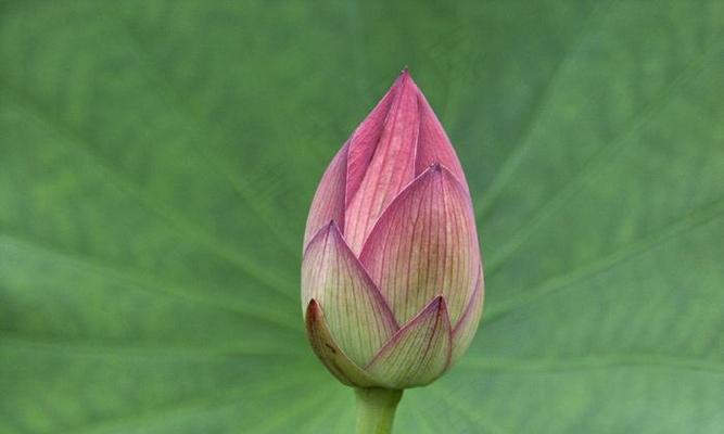 莲花开花时间及开花次数（一年开几次花）