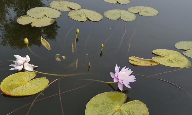 秋天的莲花魅力（探秘秋季开放的莲花池园）