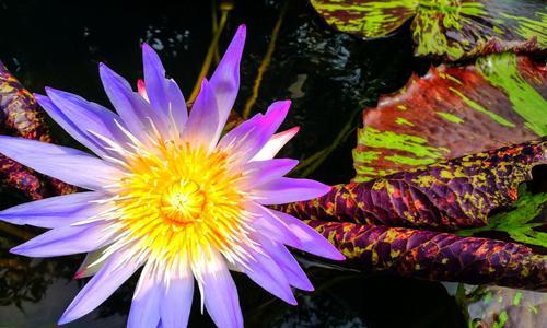 莲花开放季节是什么时候（莲花盛开的时间）