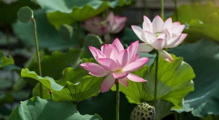 莲花生的生态环境与生长条件（探究莲花生的成长秘密）