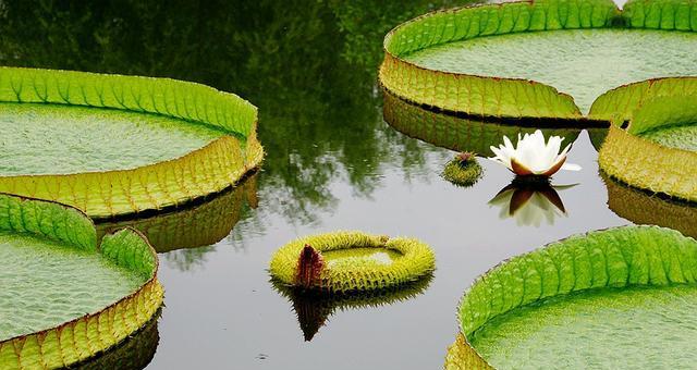 莲花生的生态环境与生长条件（探究莲花生的成长秘密）