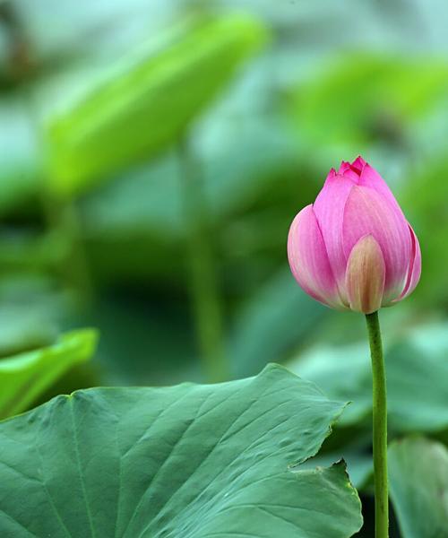 莲花生长的环境与喜好（探究莲花的生长习惯与栽培技巧）