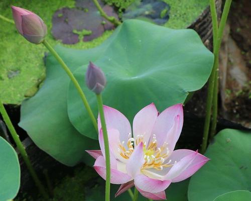 四季莲花的美丽（探秘莲花开放的季节和魅力）