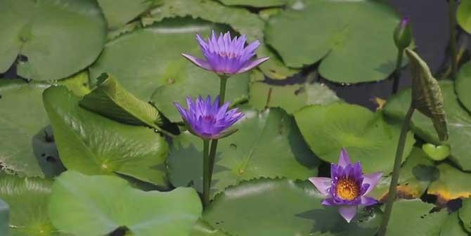 莲花之美（探寻莲花的形状之谜）