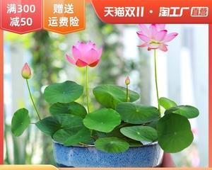 旱莲花的毒性和养护方法（了解旱莲花毒性）