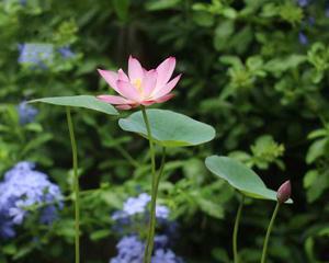 旱莲花的毒性和养护方法（了解旱莲花毒性）