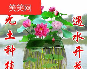 水莲花的盆栽养殖方法（打造美丽的家居水景）