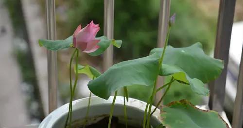 水莲花的种植与养护（栽种时间）