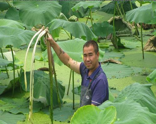 莲藕种植全攻略（掌握莲藕种植的最佳时间和方法）