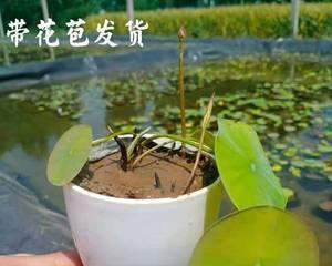 莲藕盆栽的种植方法（适合什么土壤种植）