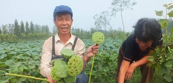 莲藕的种植方法与季节（为您详细介绍莲藕种植的步骤和注意事项）