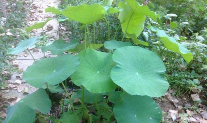 莲藕的种植方法与季节（为您详细介绍莲藕种植的步骤和注意事项）