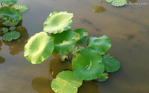 探秘莲藕——一种神奇的植物（从根到叶）