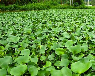 探秘莲藕——一种神奇的植物（从根到叶）