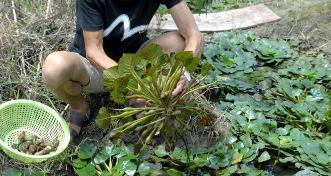 莲藕果实探究（揭秘莲藕的果实身份）