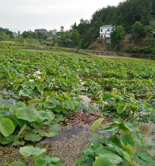 莲藕种植条件与气候要求（打造适宜莲藕种植的环境）