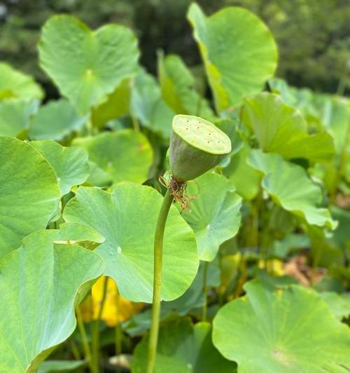 莲藕种植条件与气候要求（打造适宜莲藕种植的环境）