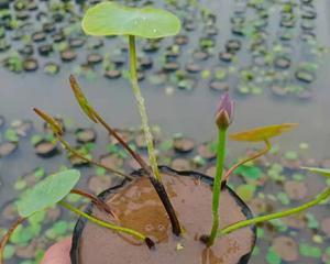 莲藕种子种植详解（从选种到收成）