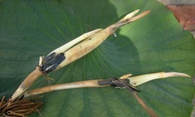 莲藕种子种植详解（从选种到收成）