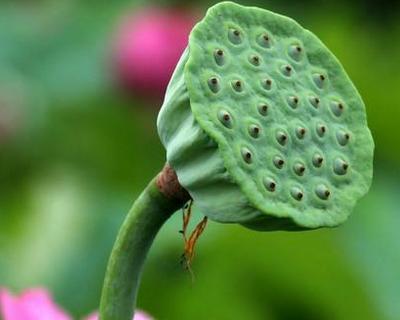 莲蓬的生长过程（从萌芽到开花——揭秘莲蓬的成长之路）