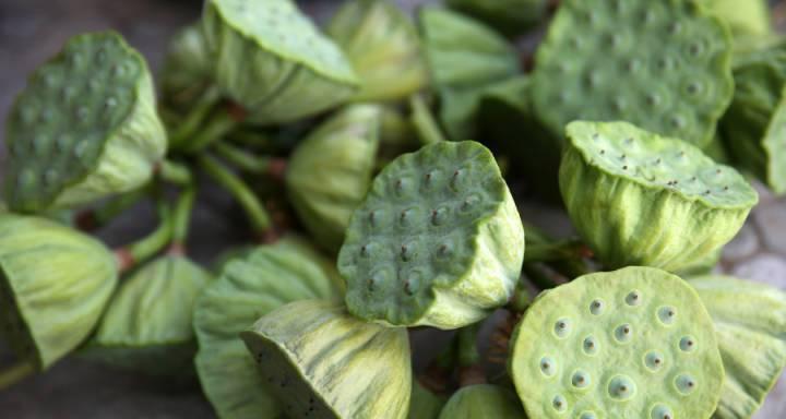 莲蓬成熟季节剖析（夏季花开）