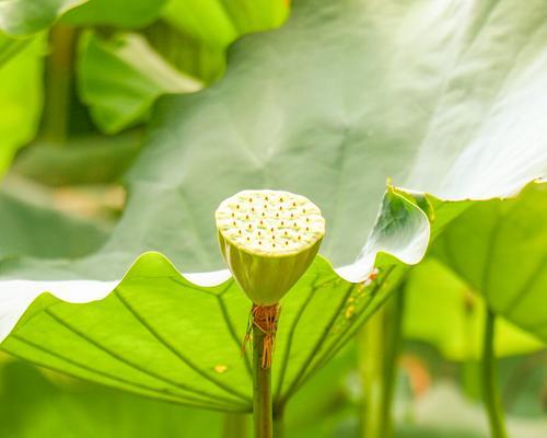 莲蓬生长地点的探秘（从水域到陆地）