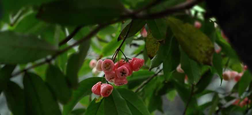 莲雾不开花的原因及解决方法（探究莲雾不开花的根本原因）