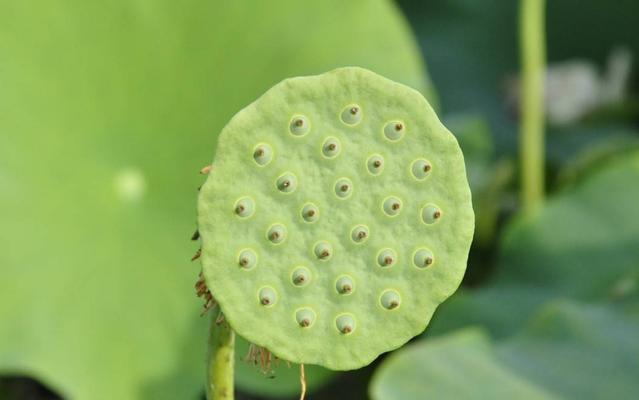 莲子成熟的季节（探秘莲子的成熟季节和采摘技巧）