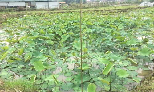 莲子的种植方法与时间（学会如何种植出健康鲜美的莲子）