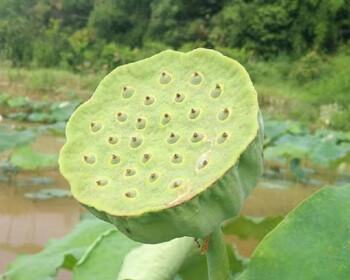 莲子采摘季节剖析（掌握莲子成熟期）