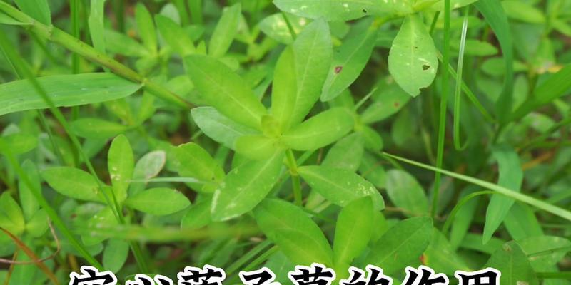 莲子的种植全过程（从播种到收获）