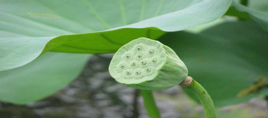 莲子成熟的时间和标志（揭秘莲子的成熟过程及采摘方法）