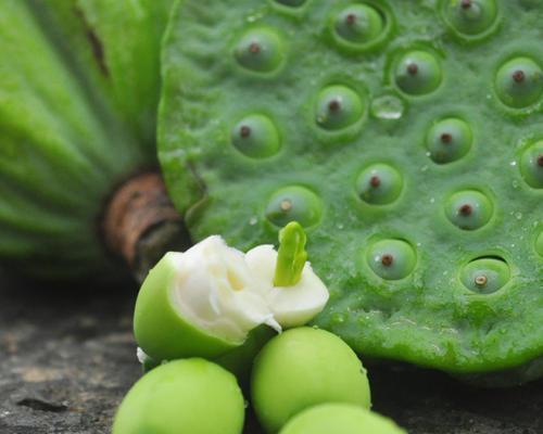 莲子的种植和营养价值（探索莲子的生态环境和健康功效）