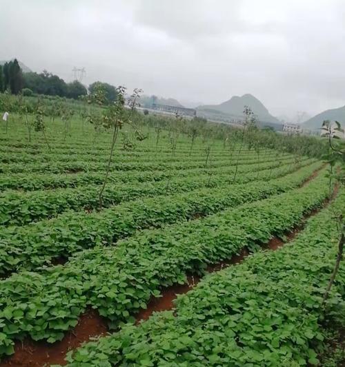 种植凉薯的最佳时间（掌握这个关键点）