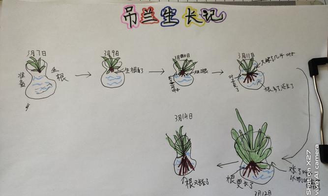 如何补救量天尺烂根后重新栽种（烂根原因及如何防止）