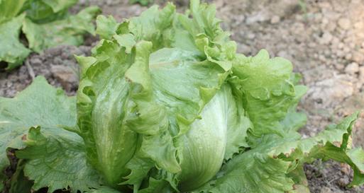 夏天也可以种植生菜（生菜在炎炎夏日也能茁壮成长）