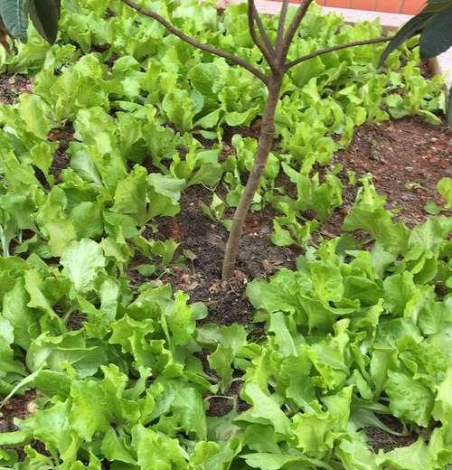 生菜种植间距怎么确定（决定产量的重要因素）