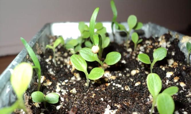 生菜种子发芽全过程（探究生菜种子发芽时间及注意事项）