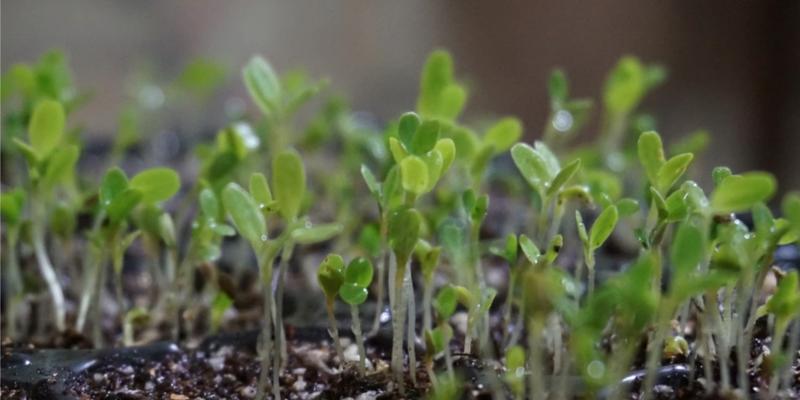 生菜种子发芽全过程（探究生菜种子发芽时间及注意事项）