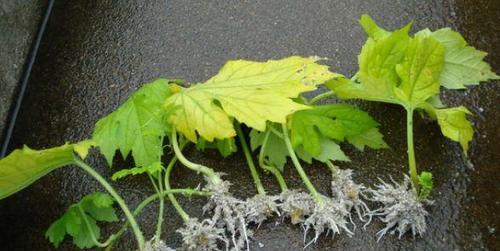 生根粉可以浇花吗（使用生根粉浇花的正确方法和注意事项）