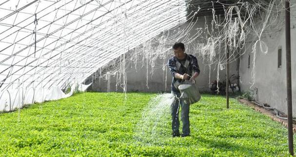 生活污水可以浇菜吗（污水浇菜的利与弊）