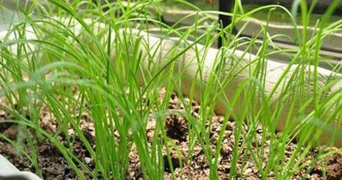 生活污水可以浇菜吗（污水浇菜的利与弊）